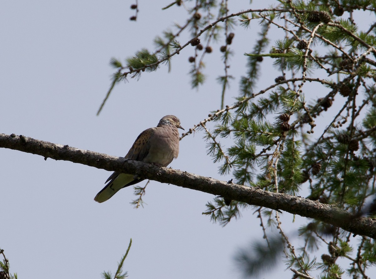 European Turtle-Dove - ML345096331