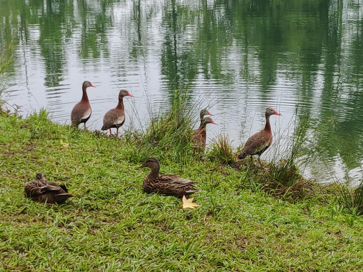 Black-bellied Whistling-Duck - Molly Lankford