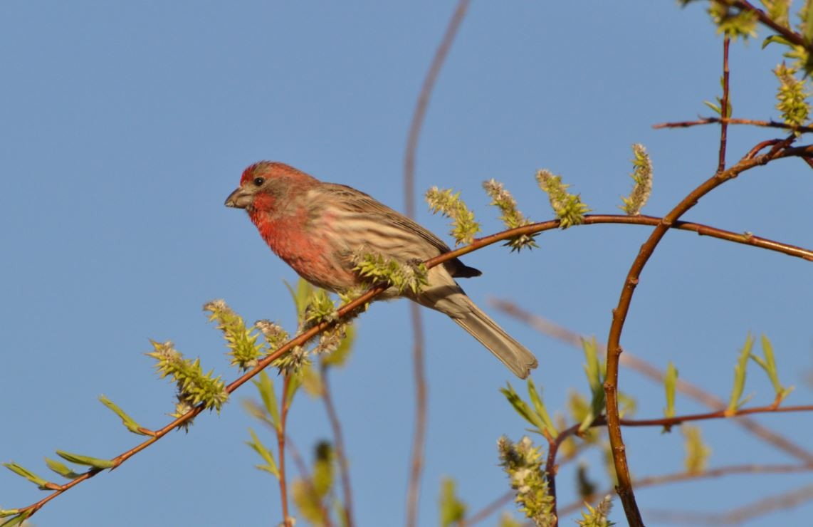 House Finch - Andreas K