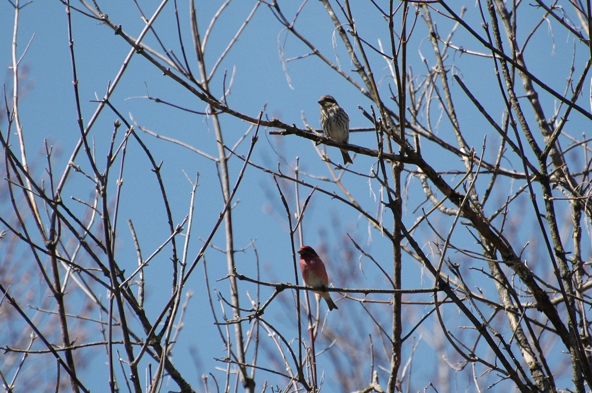 Purple Finch - ML34509811