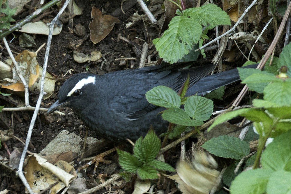 Siberian Thrush - ML345100901