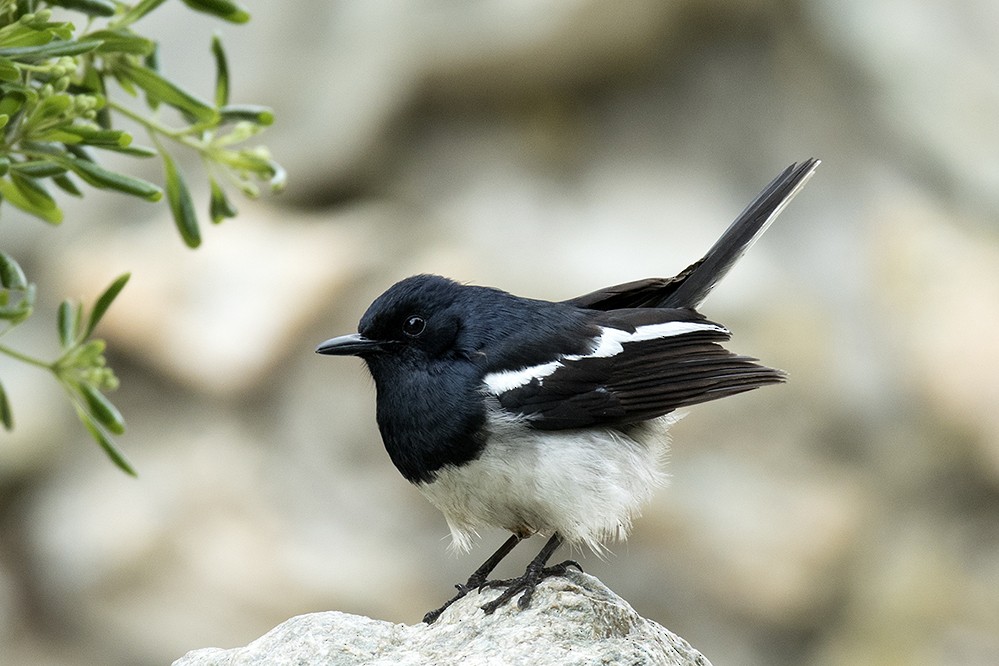 Oriental Magpie-Robin - ML345100961