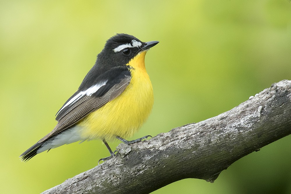 Yellow-rumped Flycatcher - ML345101021