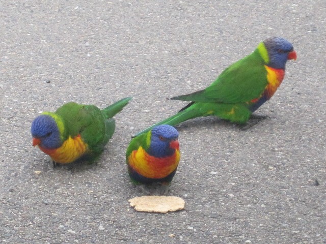 Rainbow Lorikeet - ML345101261