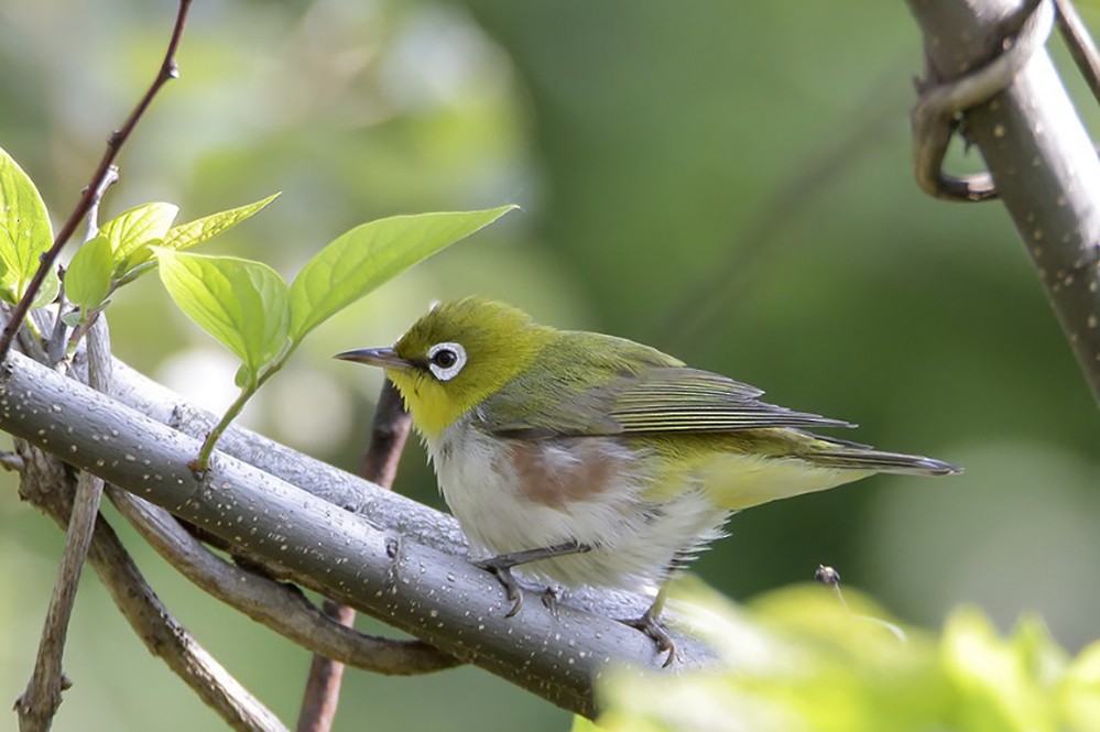 Chestnut-flanked White-eye - ML345101821