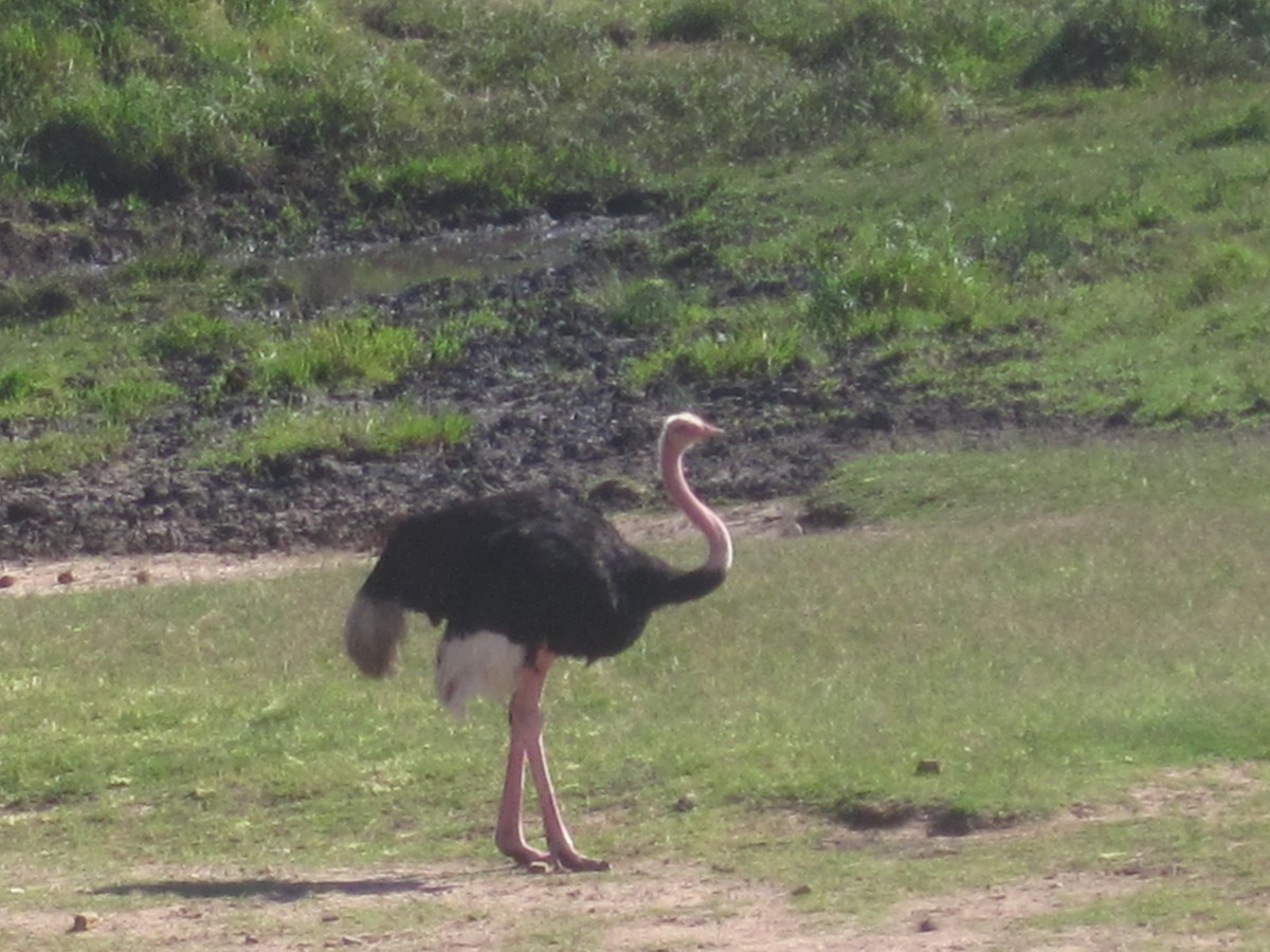 Африканский страус - ML345102131
