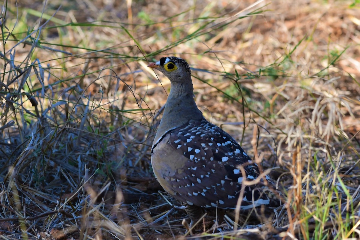 Double-banded Sandgrouse - ML345103521