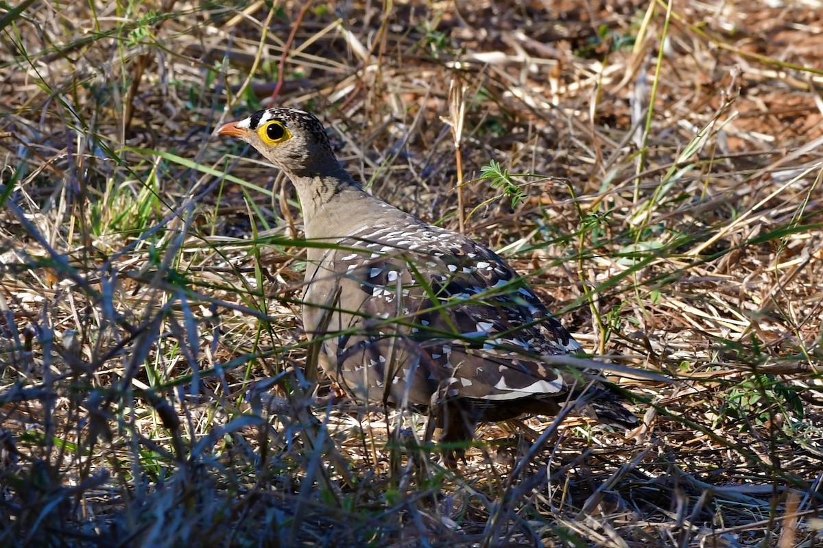 Double-banded Sandgrouse - ML345103531