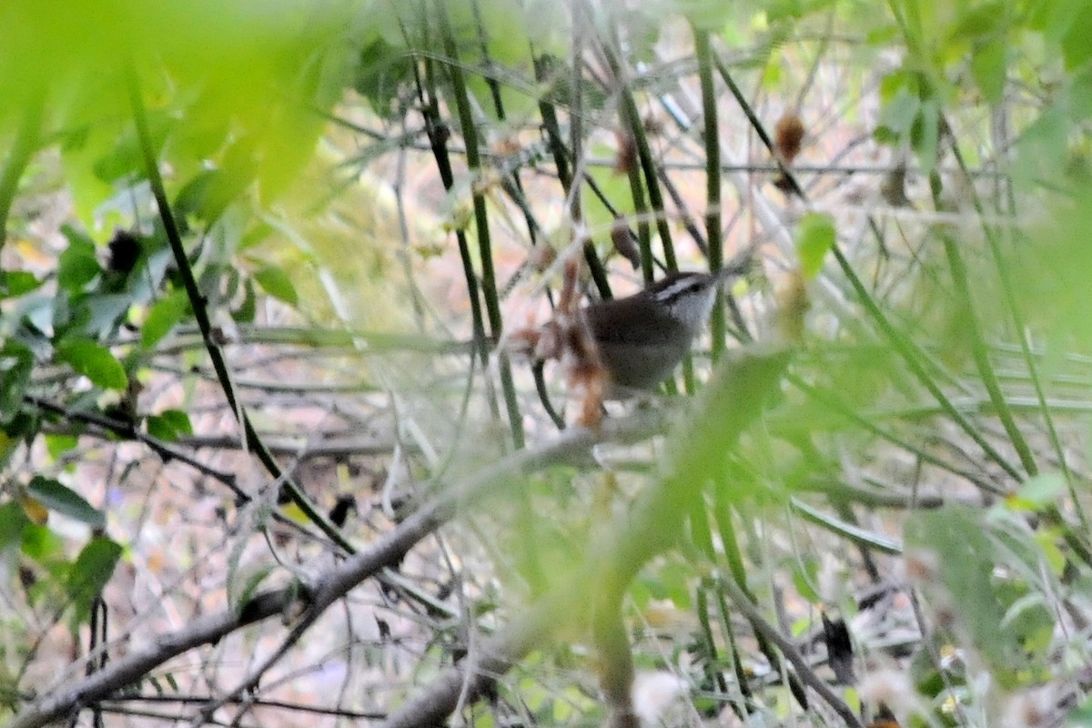 Sinaloa Wren - ML34510381