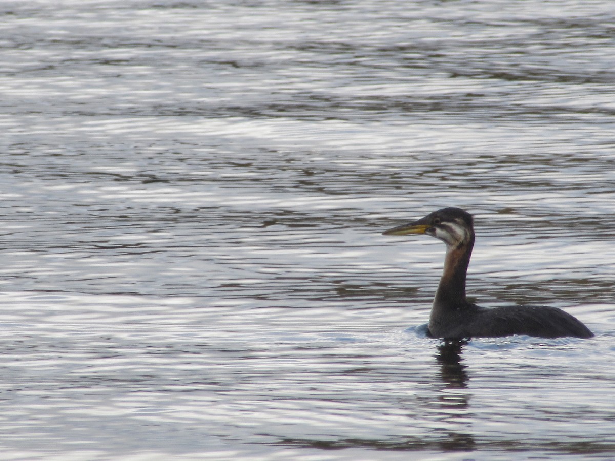 Red-necked Grebe - ML345104641