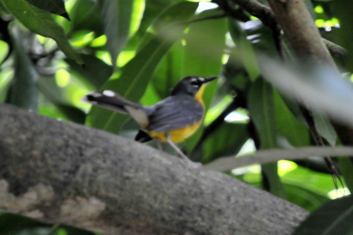 Fan-tailed Warbler - ML34510501