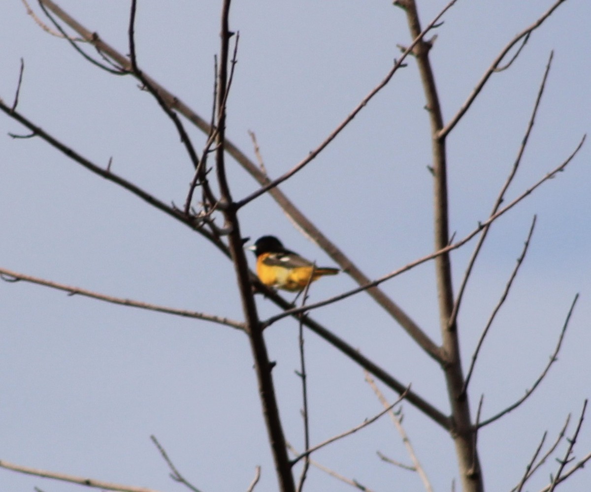 Baltimoretrupial - ML345106081