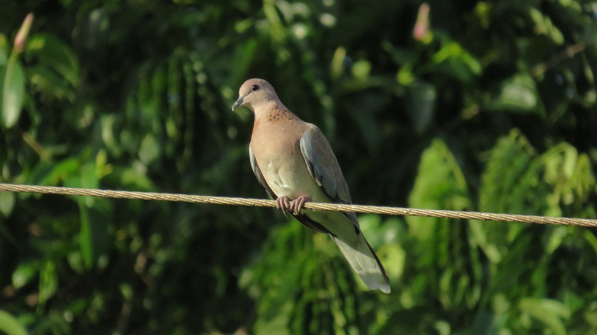 Laughing Dove - ML345106881