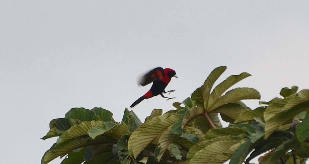 Crimson-collared Tanager - Ron Furnish