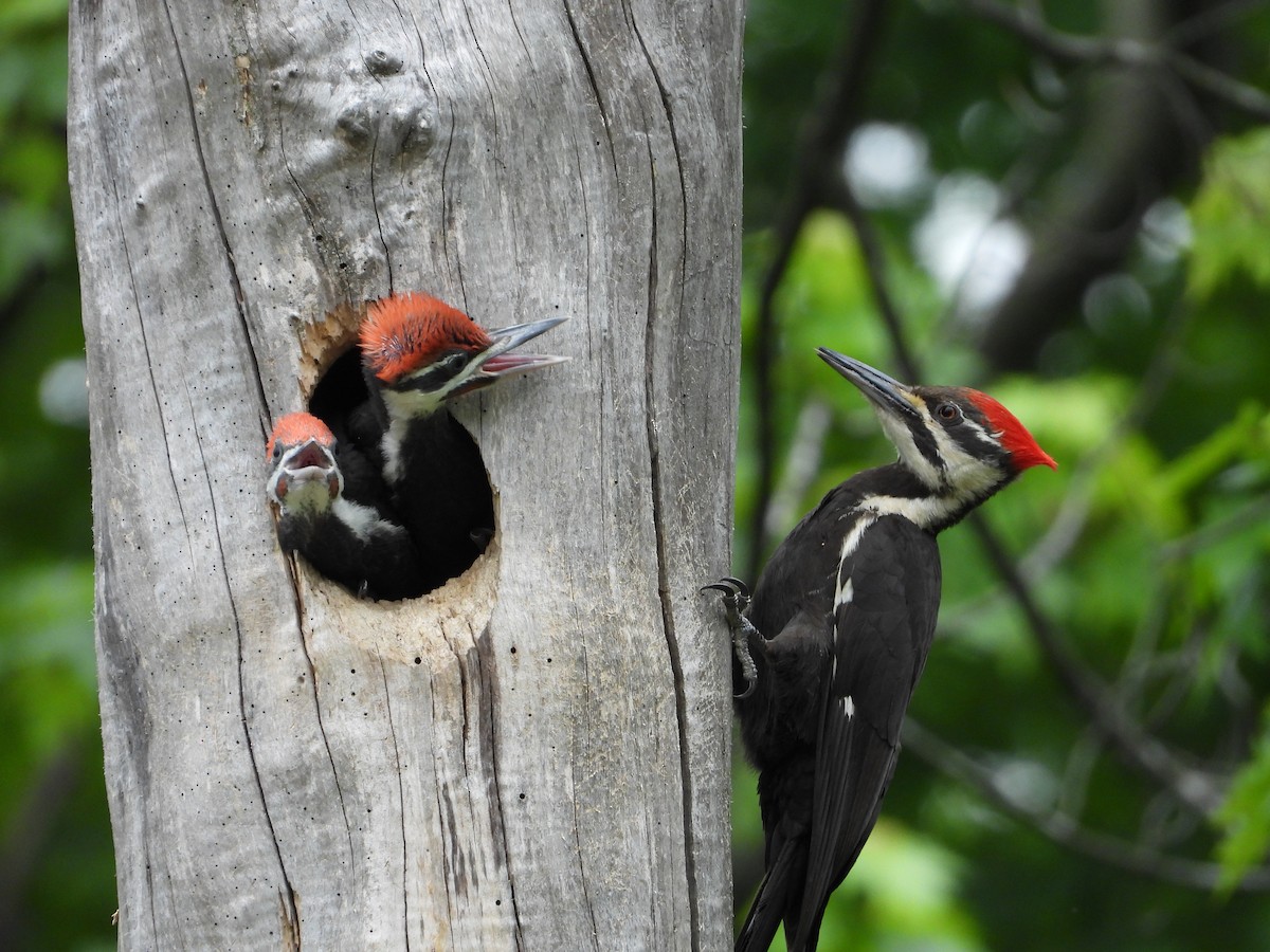 Pileated Woodpecker - Cheryl Prouse