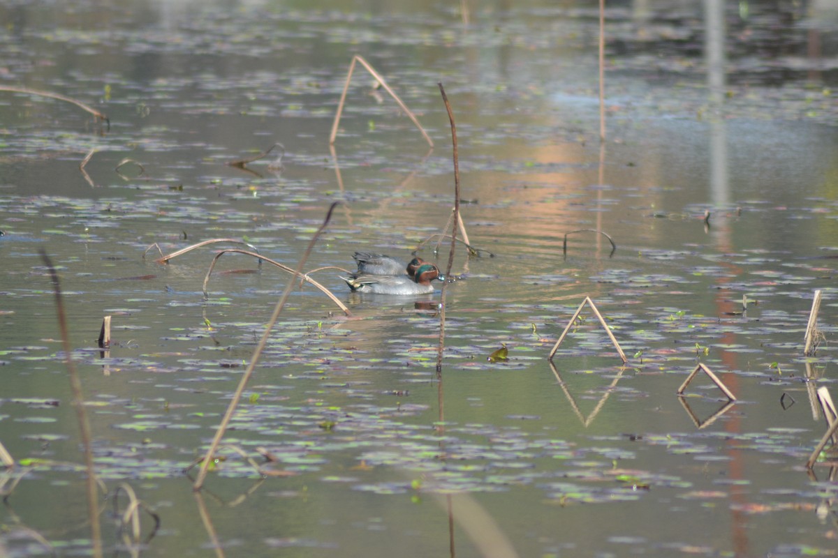 Green-winged Teal - ML345110281