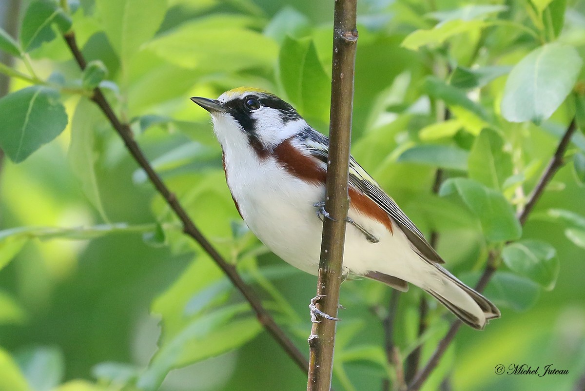 Chestnut-sided Warbler - Michel Juteau