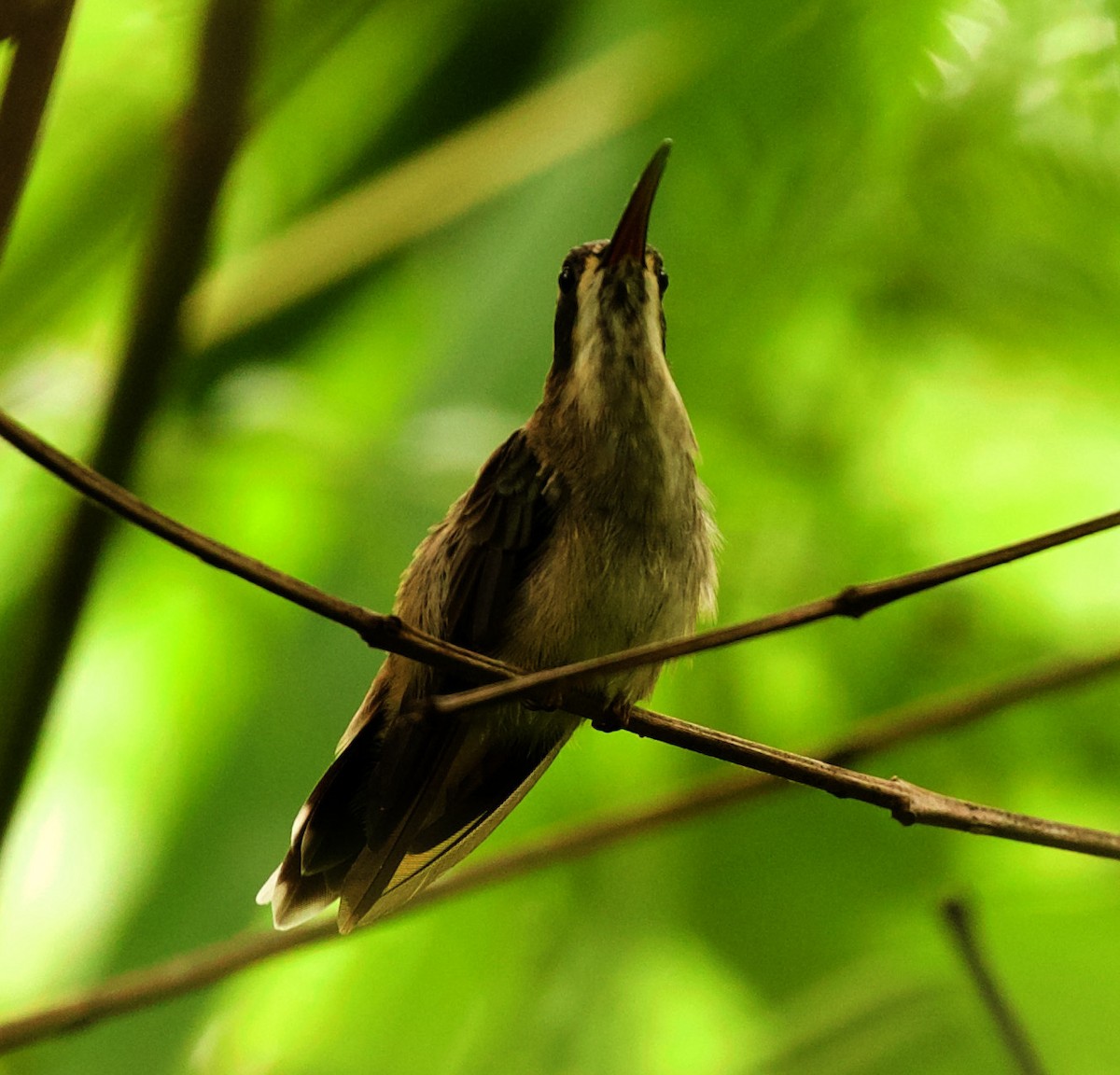 Pale-bellied Hermit - David Ascanio