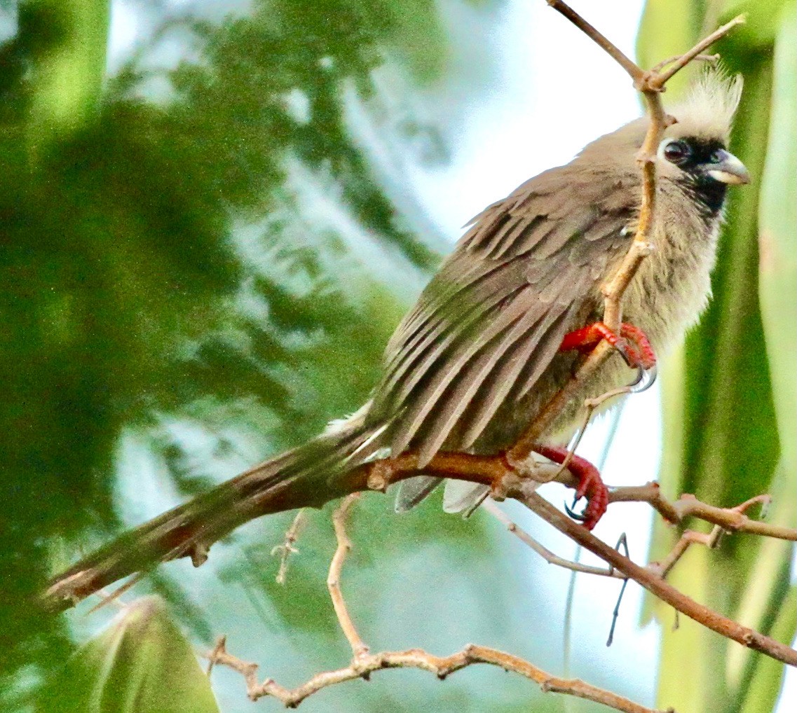 Speckled Mousebird - ML345112351