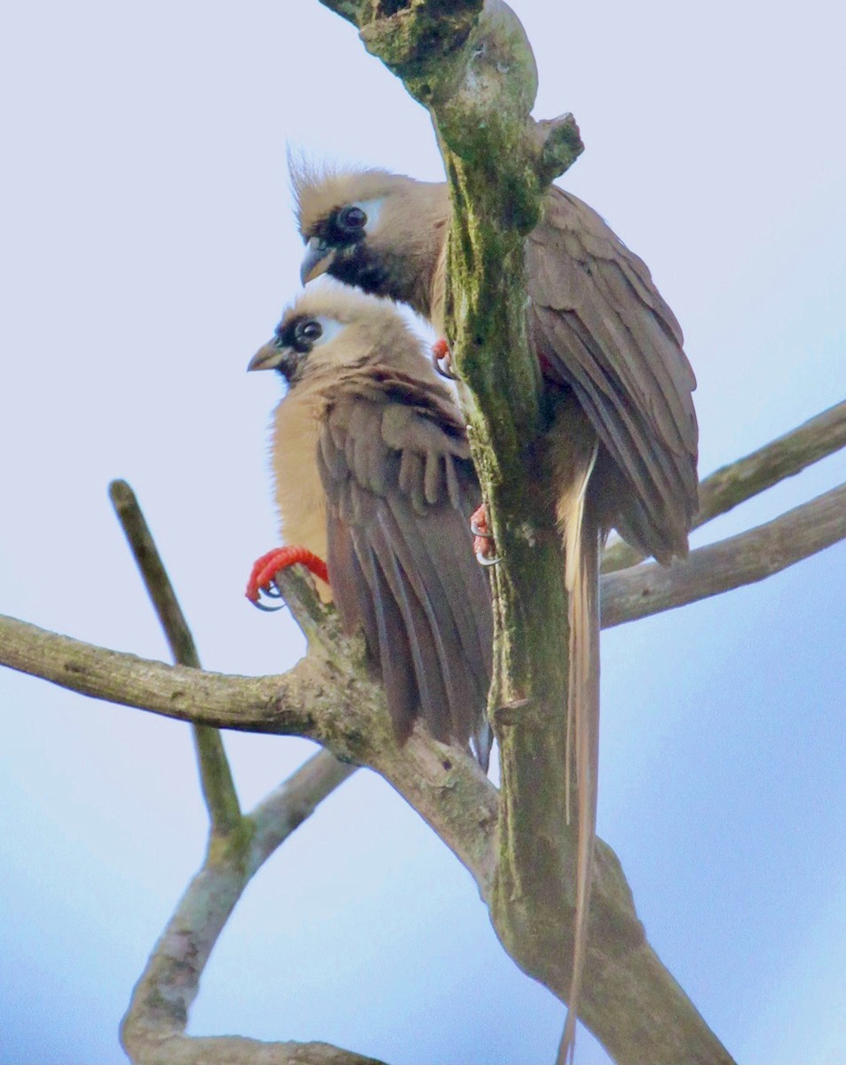 Speckled Mousebird - ML345112371