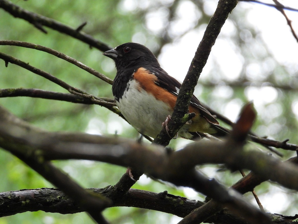 Eastern Towhee - ML345112901