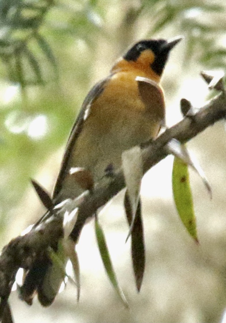 Spectacled Monarch - Connie Lintz