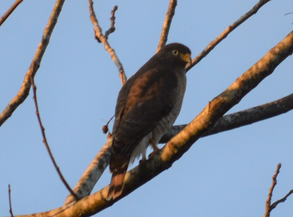 Roadside Hawk - ML345113731