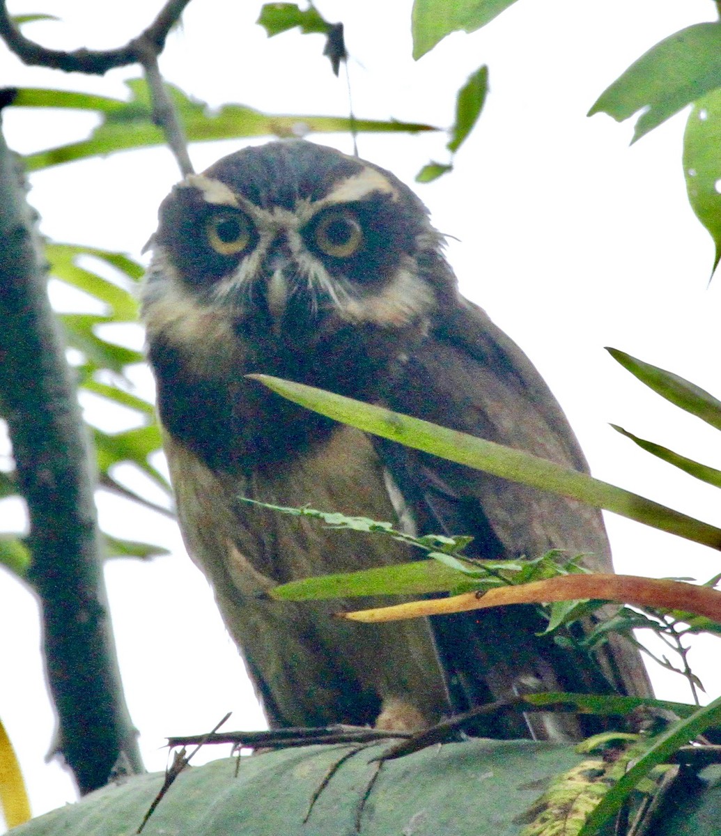 Spectacled Owl - ML345113741