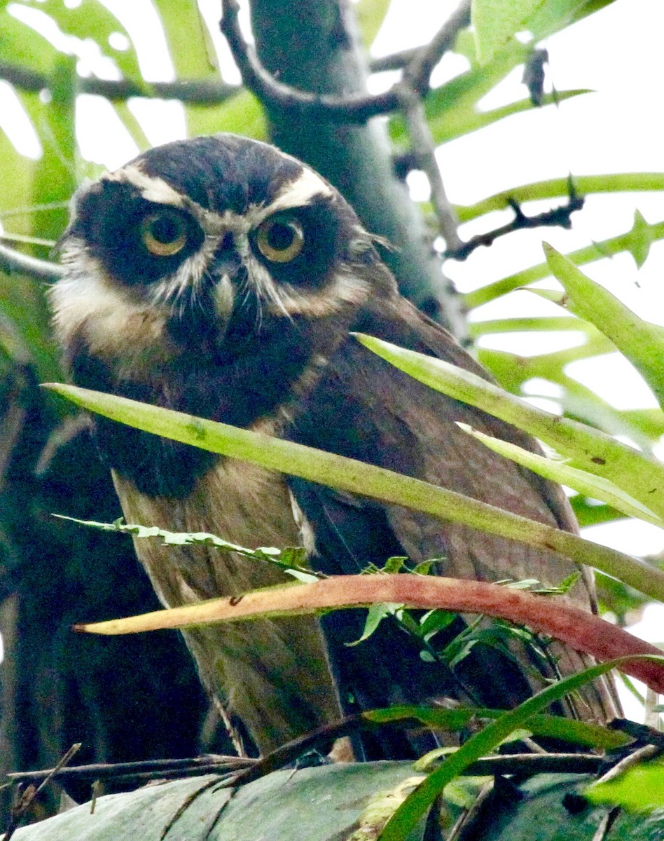 Spectacled Owl - ML345113761