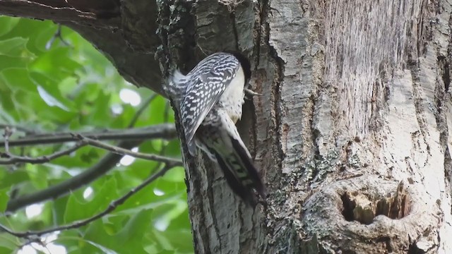 Red-bellied Woodpecker - ML345114191