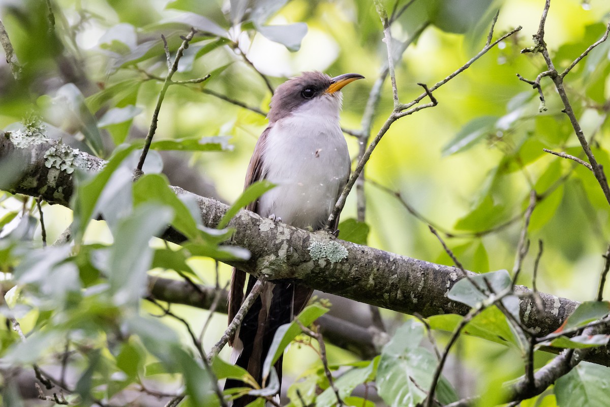 Yellow-billed Cuckoo - ML345114921