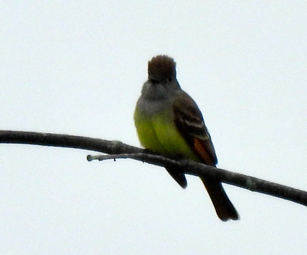 Great Crested Flycatcher - ML345115691