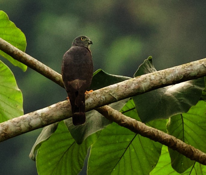 Double-toothed Kite - David Ascanio