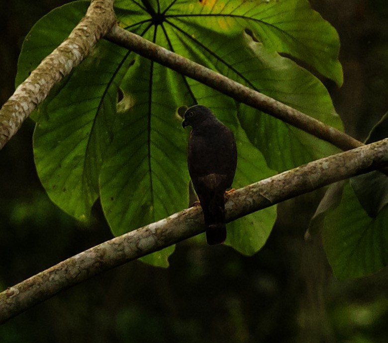 Double-toothed Kite - ML345117931