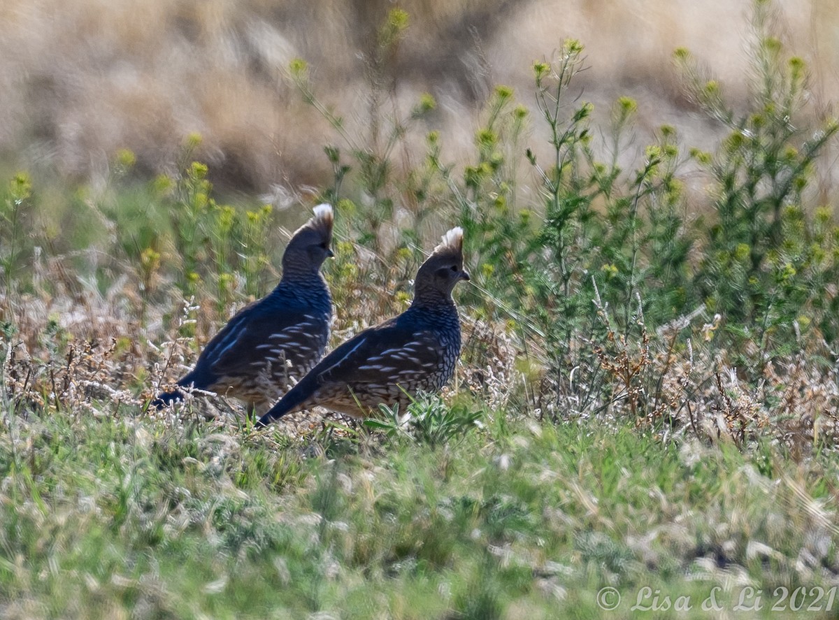 Scaled Quail - ML345119011