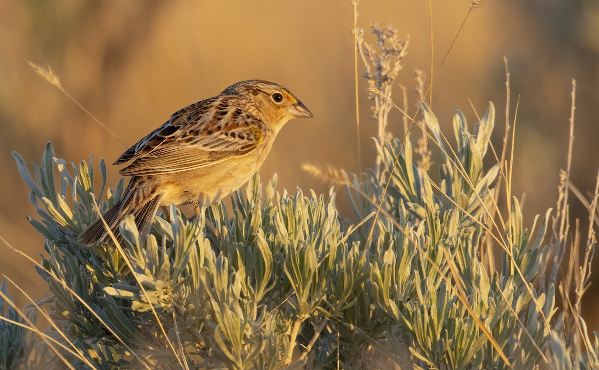 Grasshopper Sparrow - Marky Mutchler