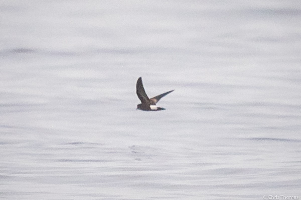 Wilson's Storm-Petrel - Chris Thomas