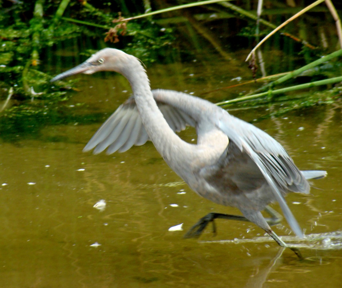 Reddish Egret - ML34512191