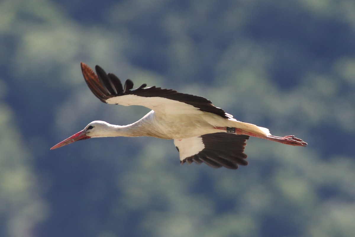 White Stork - Klemens Gasser