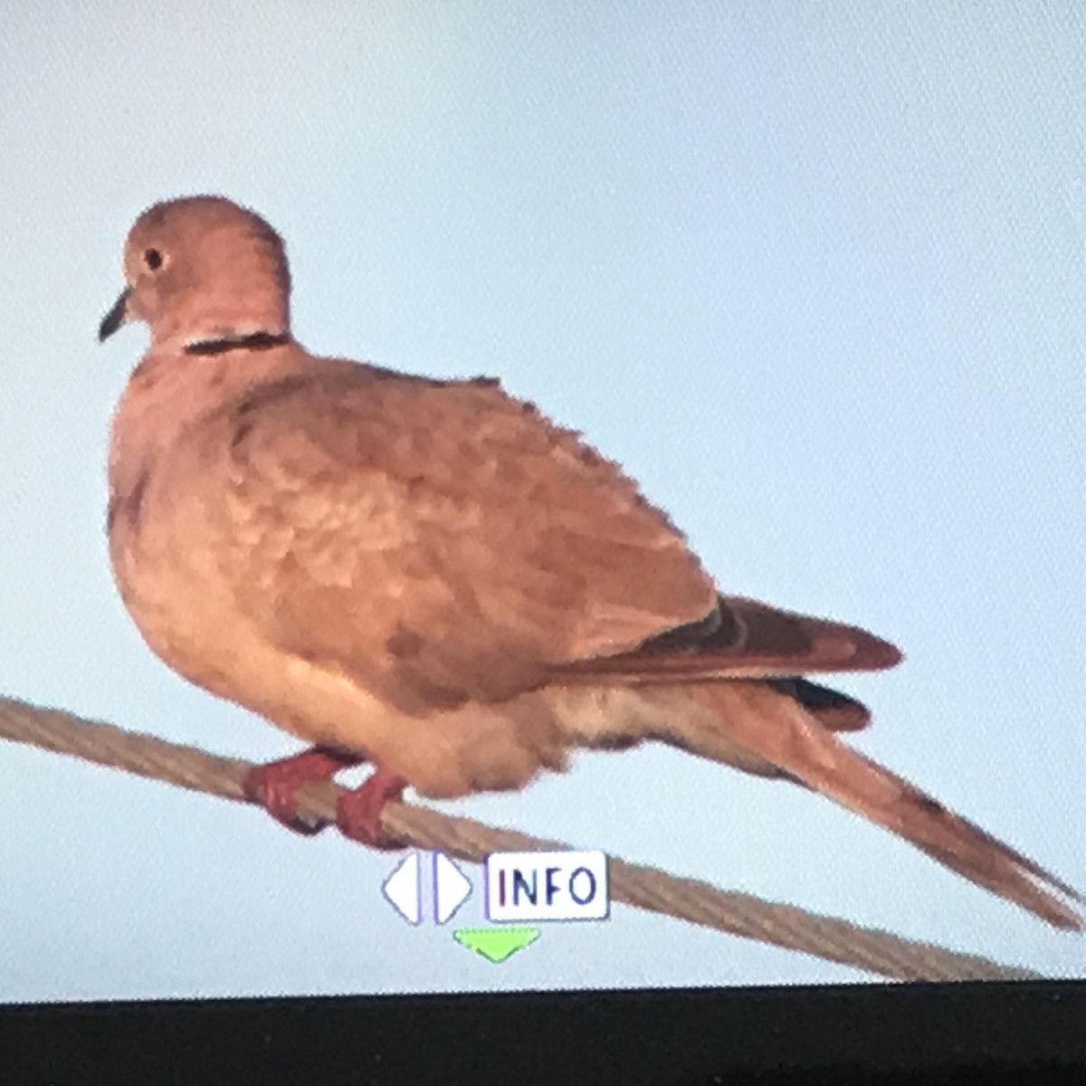 Eurasian Collared-Dove - Louise L. Gomez