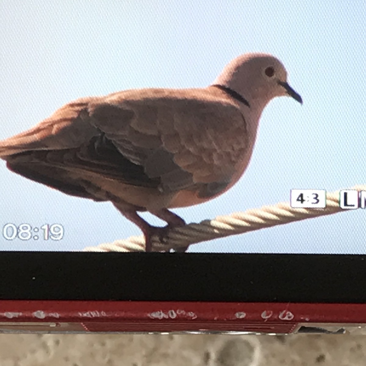 Eurasian Collared-Dove - ML345122441