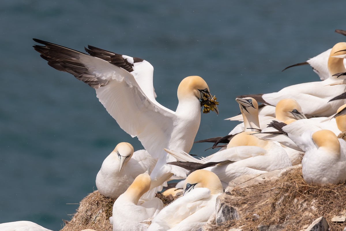 Northern Gannet - ML345123481