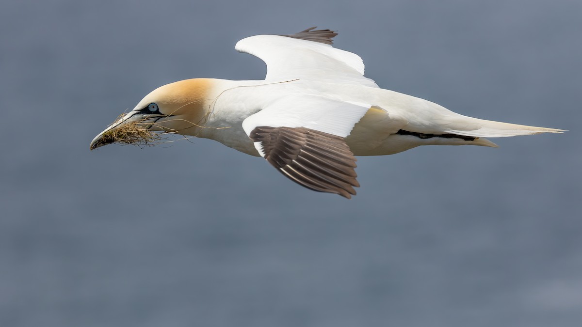 Northern Gannet - ML345123521