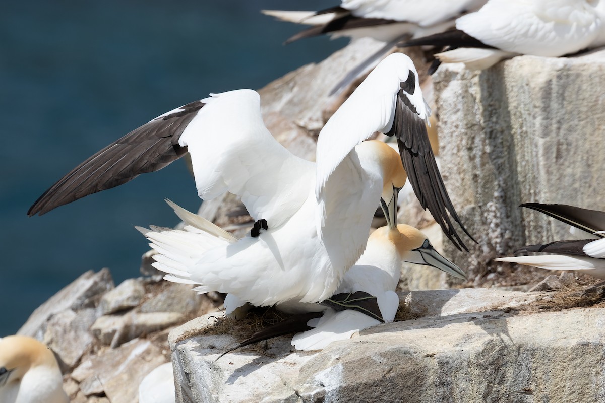 Northern Gannet - ML345123551