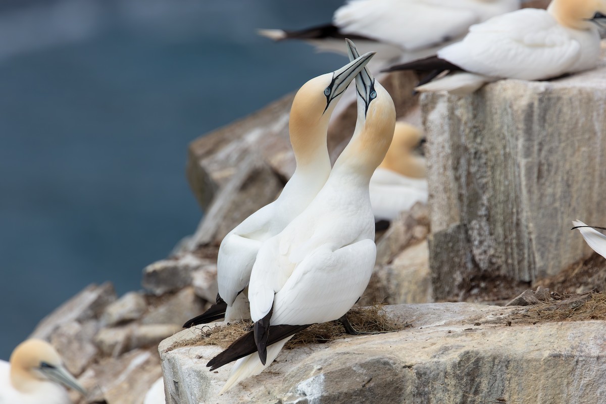 Northern Gannet - ML345123601