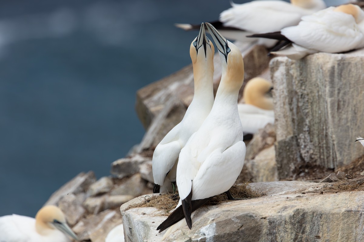 Northern Gannet - ML345123621