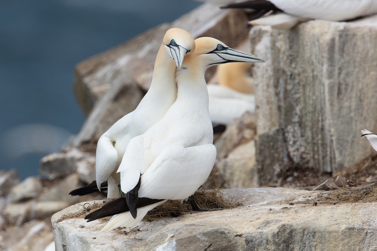 Northern Gannet - ML345123631