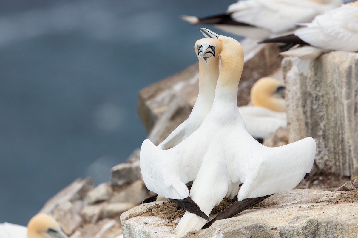 Northern Gannet - ML345123651