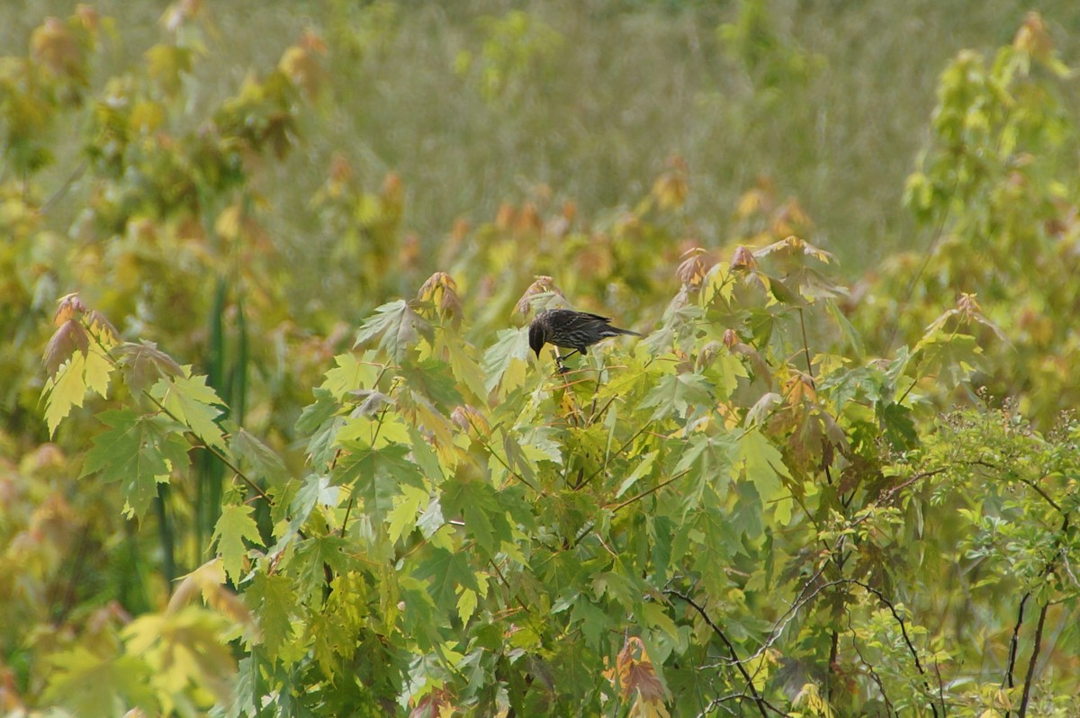 Red-winged Blackbird - ML345124051