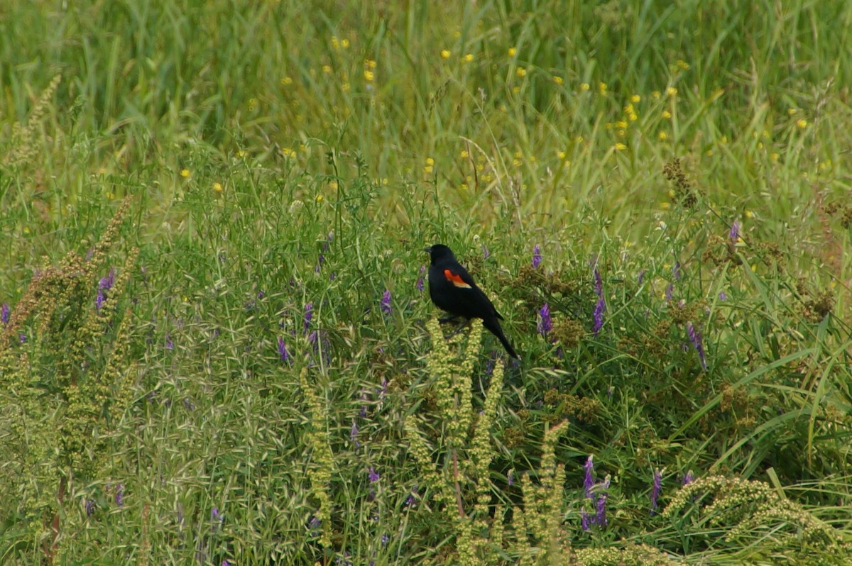 Red-winged Blackbird - ML345124061